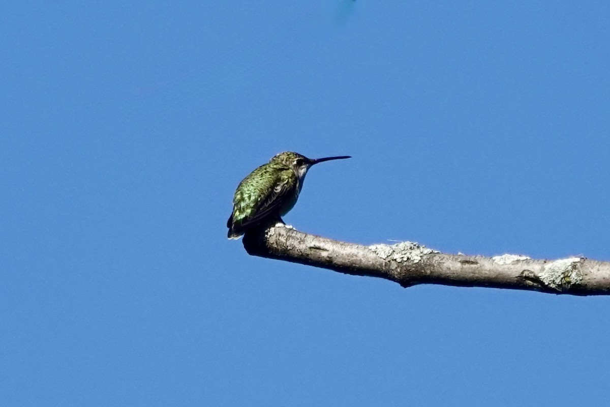 Ruby-throated Hummingbird - ML641991438