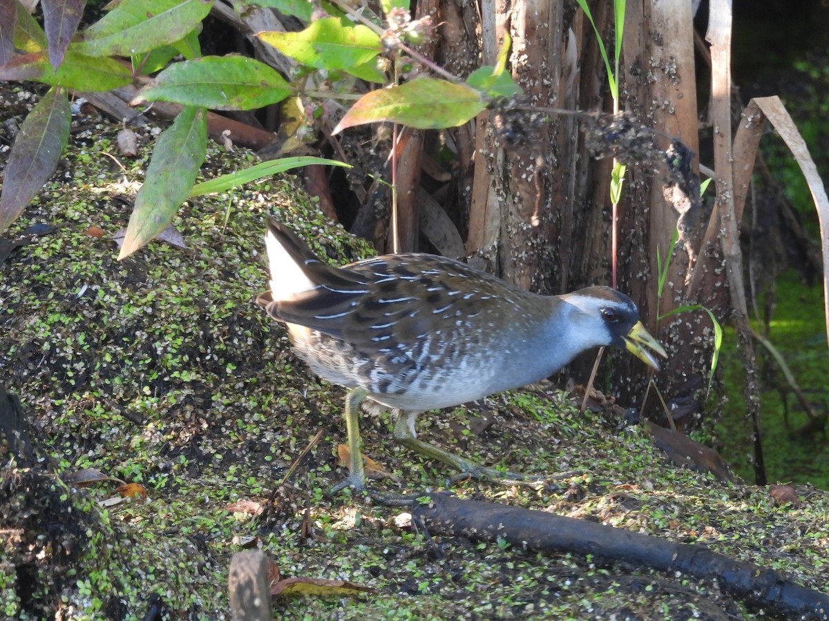 Sora - ML641991439