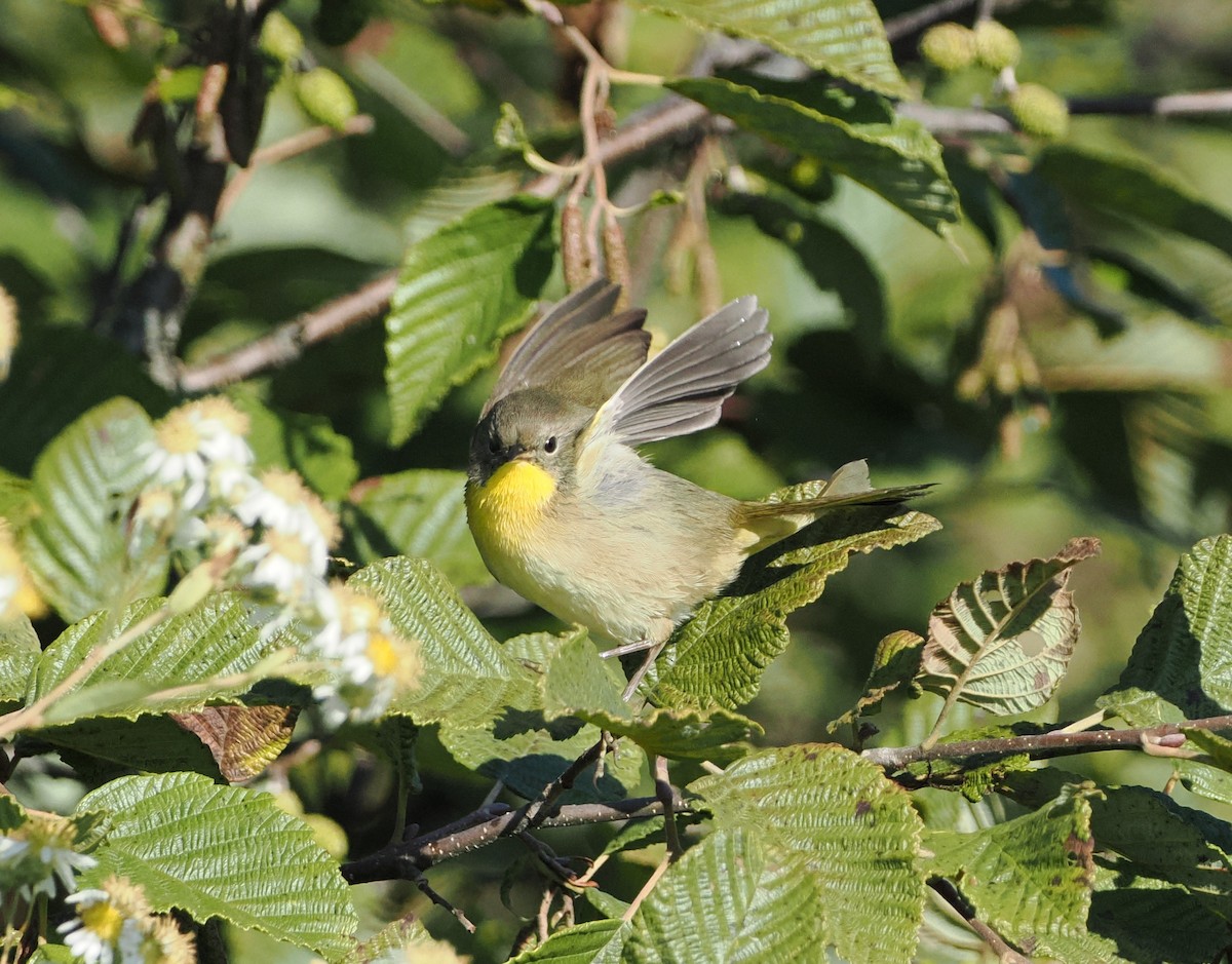 Common Yellowthroat - ML641991440
