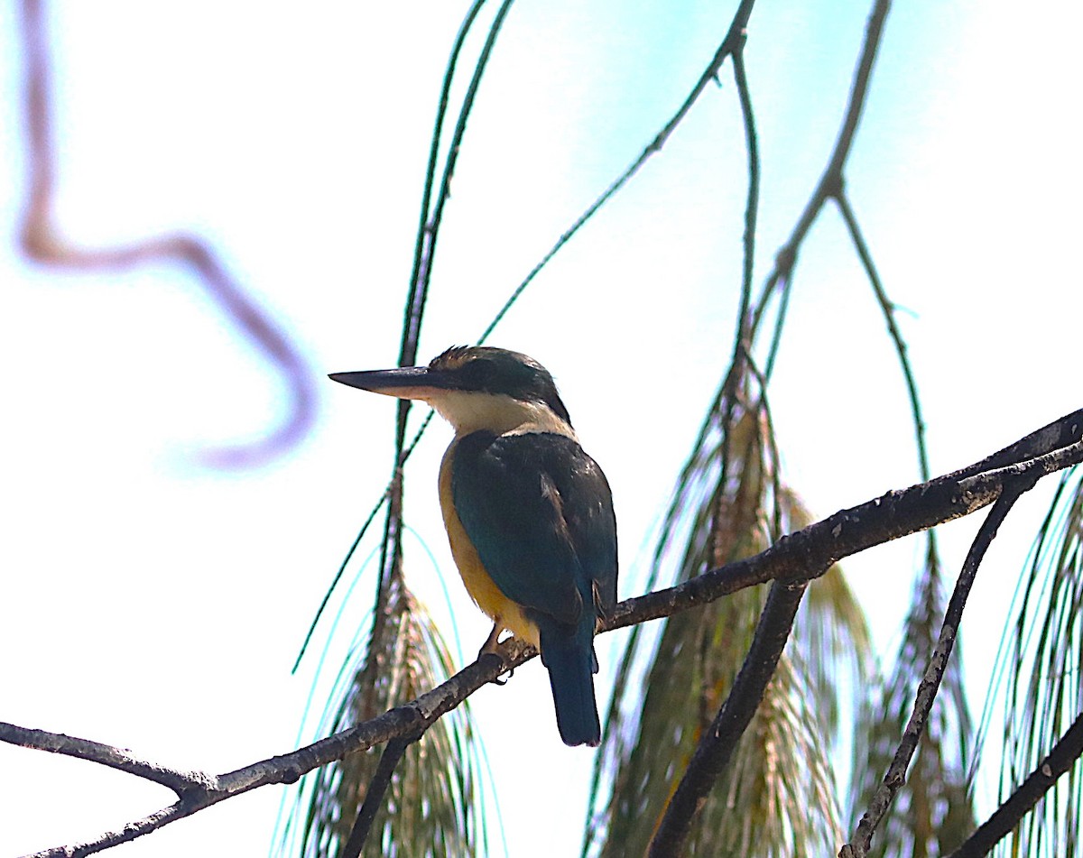 Sacred Kingfisher - ML641991441