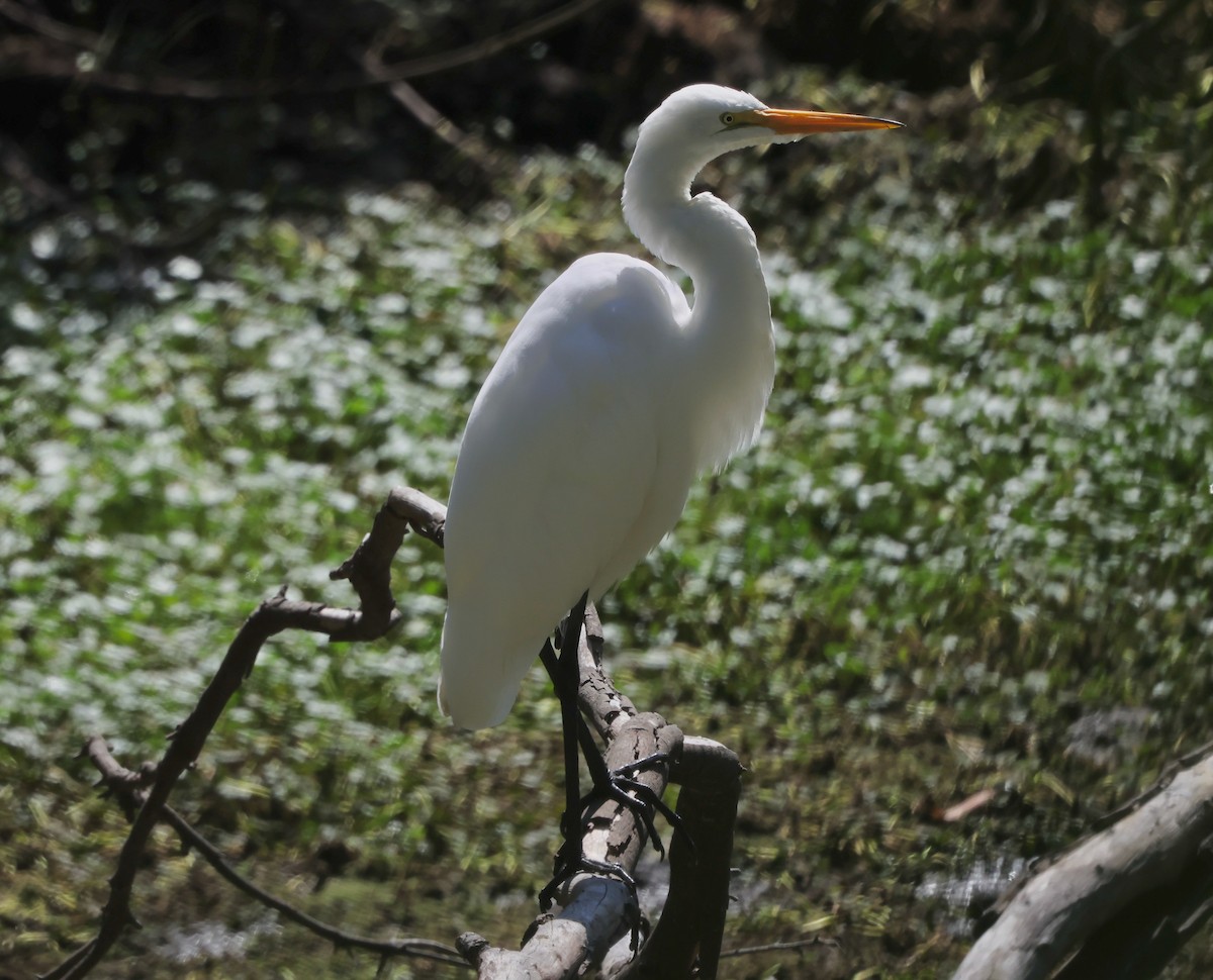 Great Egret - ML641991442