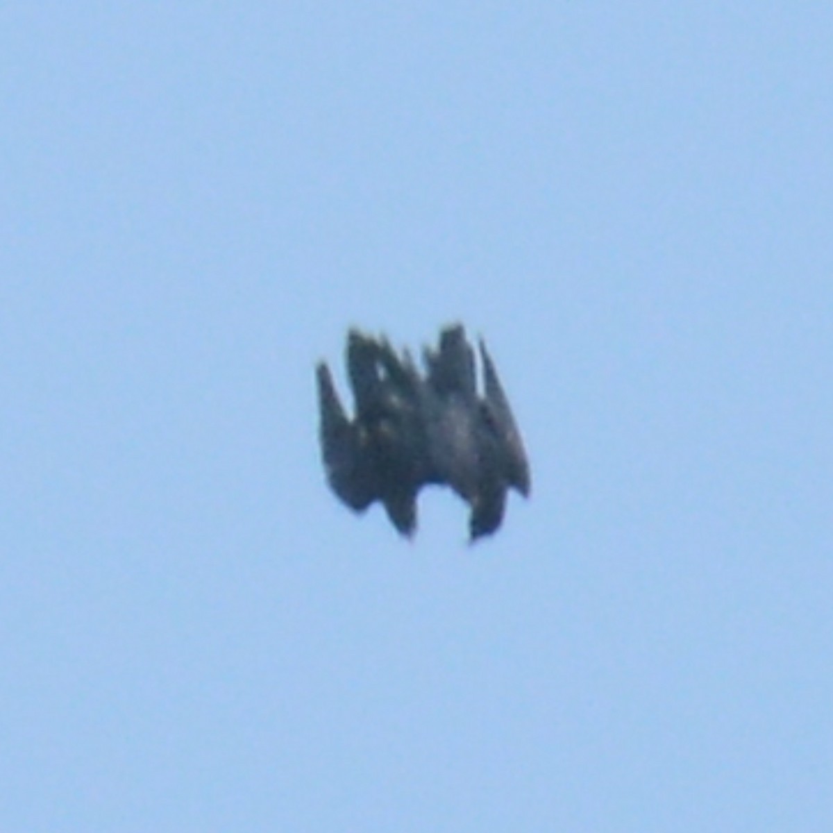 Common Raven - ML641991447