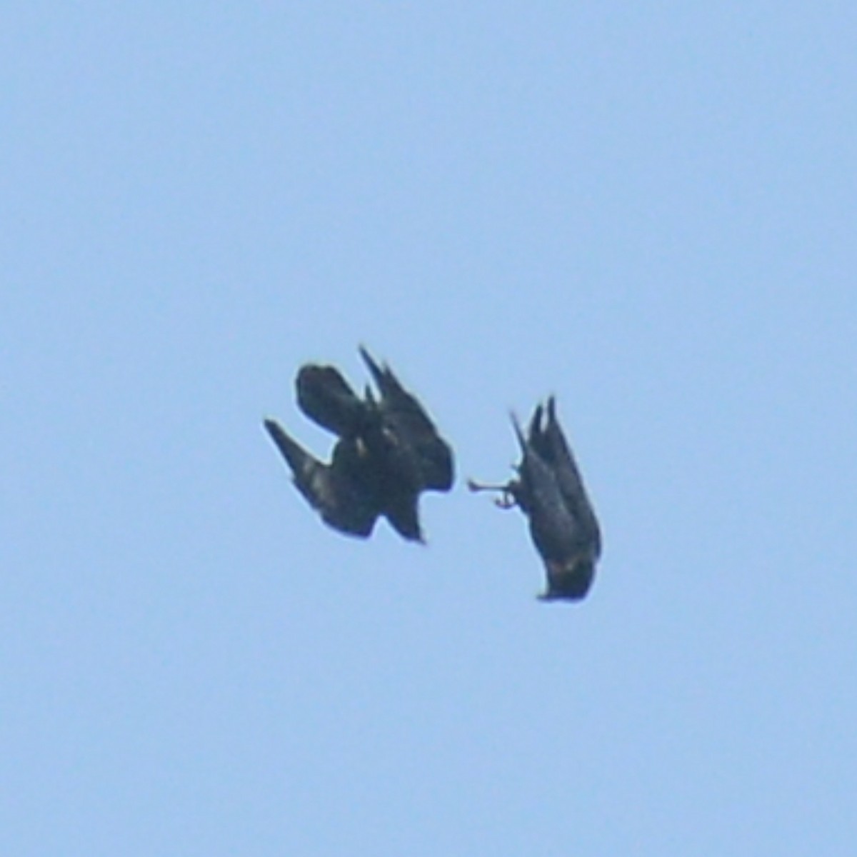 Common Raven - ML641991448