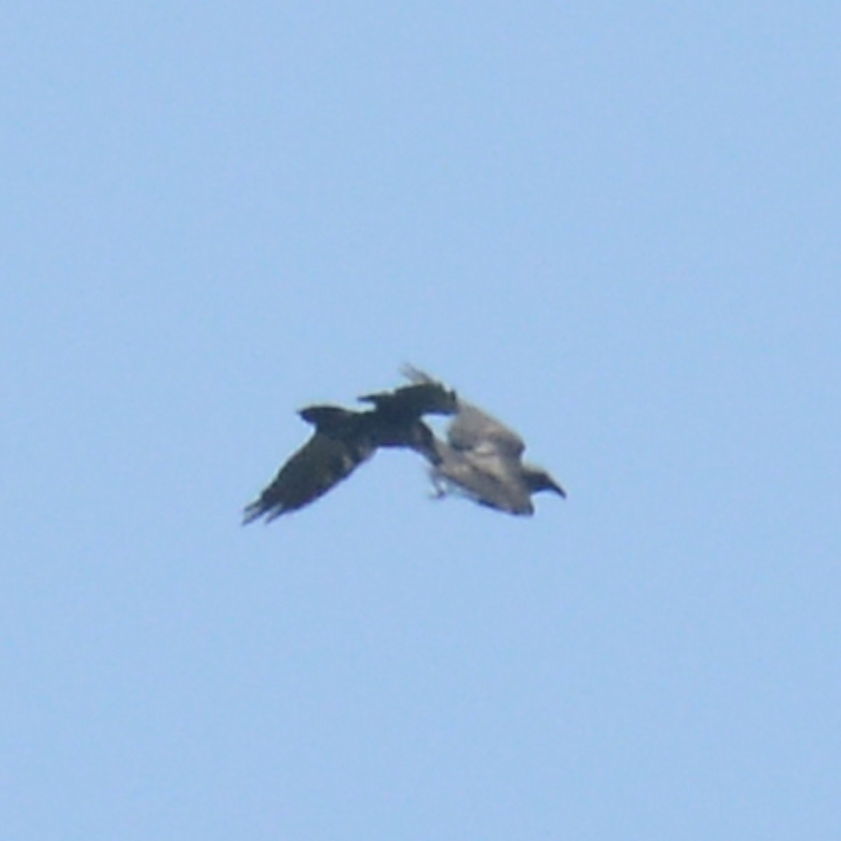 Common Raven - ML641991450