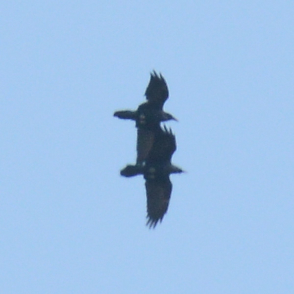 Common Raven - ML641991451