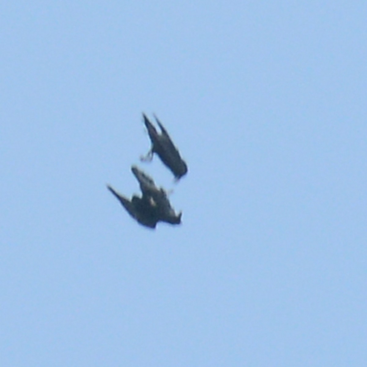 Common Raven - ML641991452