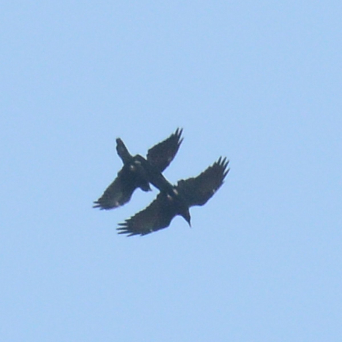Common Raven - ML641991455
