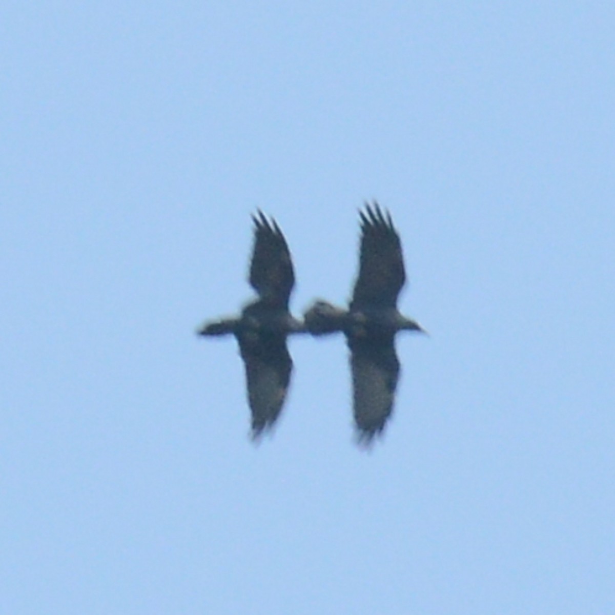 Common Raven - ML641991456