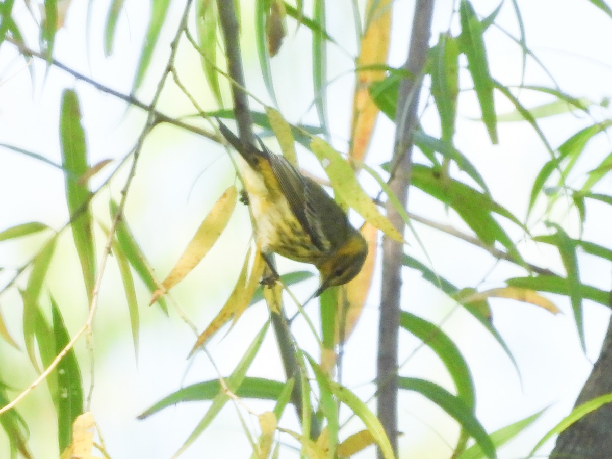 Cape May Warbler - ML641991475