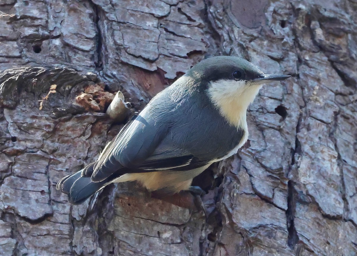 Pygmy Nuthatch - ML641991478