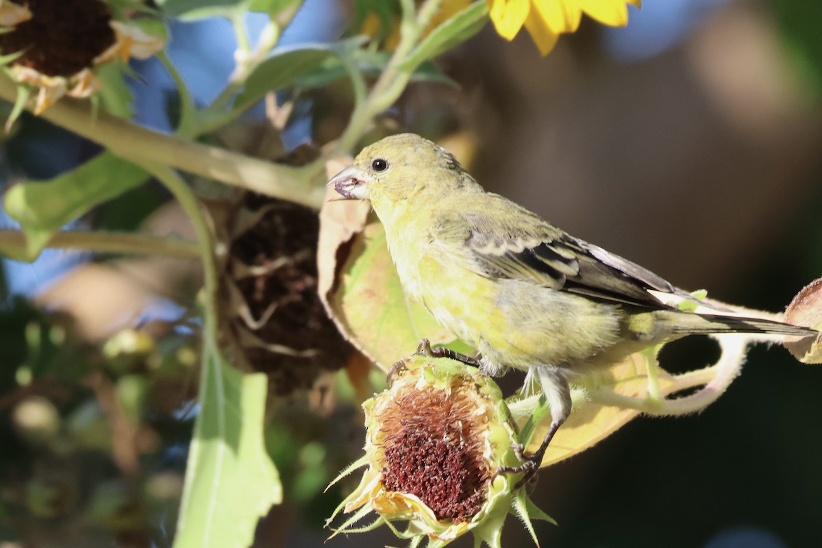 Lesser Goldfinch - ML641991481