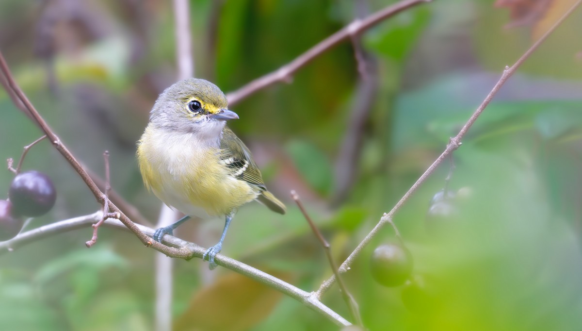 White-eyed Vireo - ML641991483