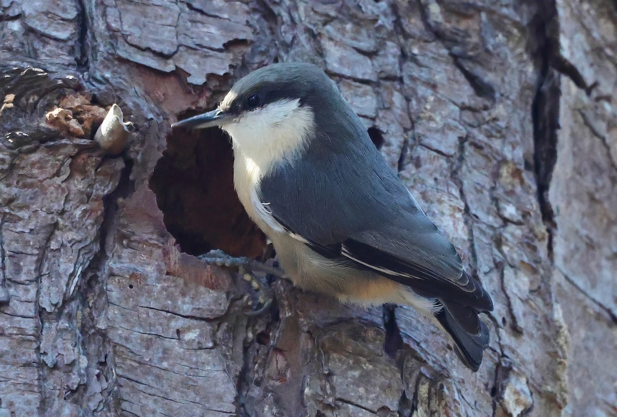 Pygmy Nuthatch - ML641991484