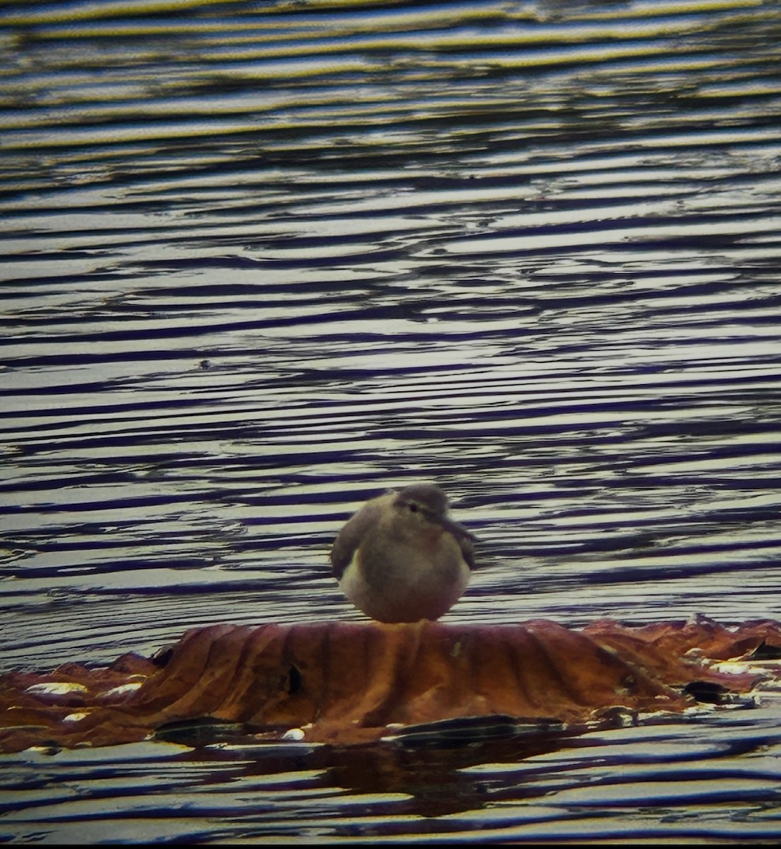 Spotted Sandpiper - ML641991485