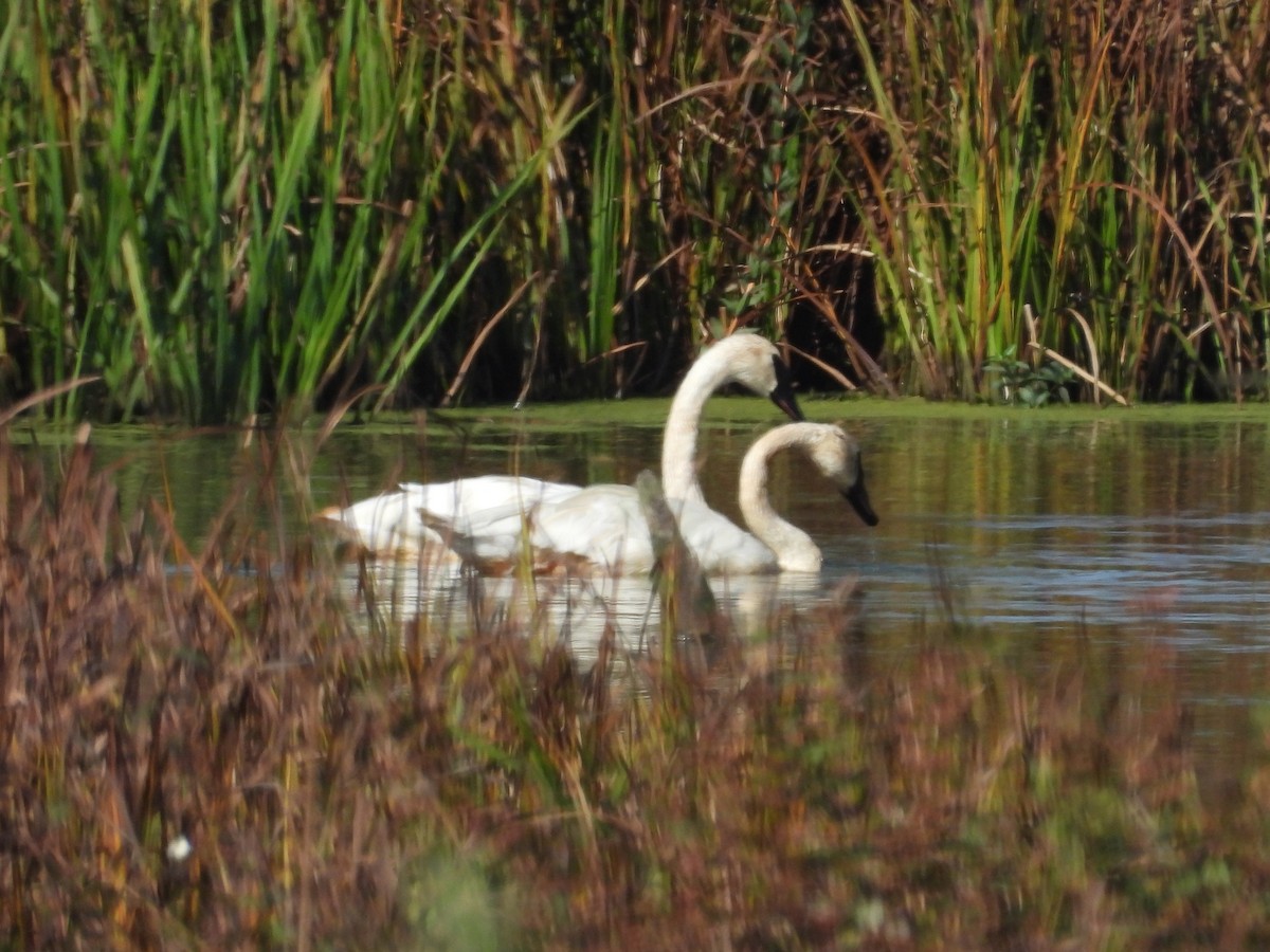 Trumpeter Swan - ML641991487