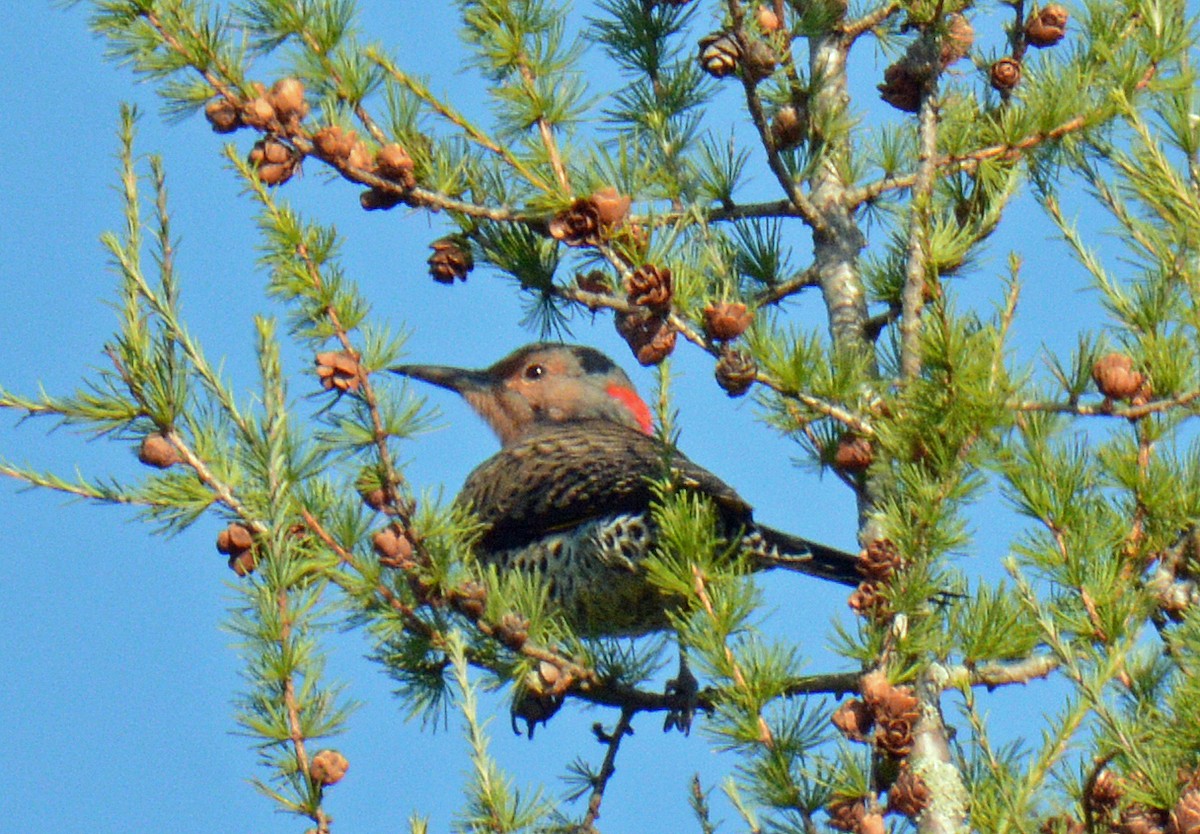 Northern Flicker (Yellow-shafted) - ML641991488