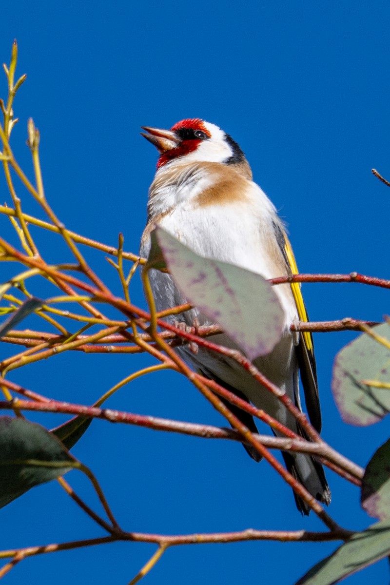 European Goldfinch - ML641991489