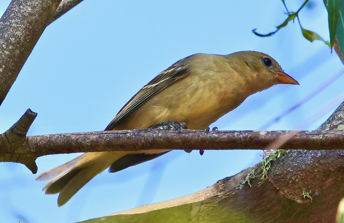 Western Tanager - ML641991494