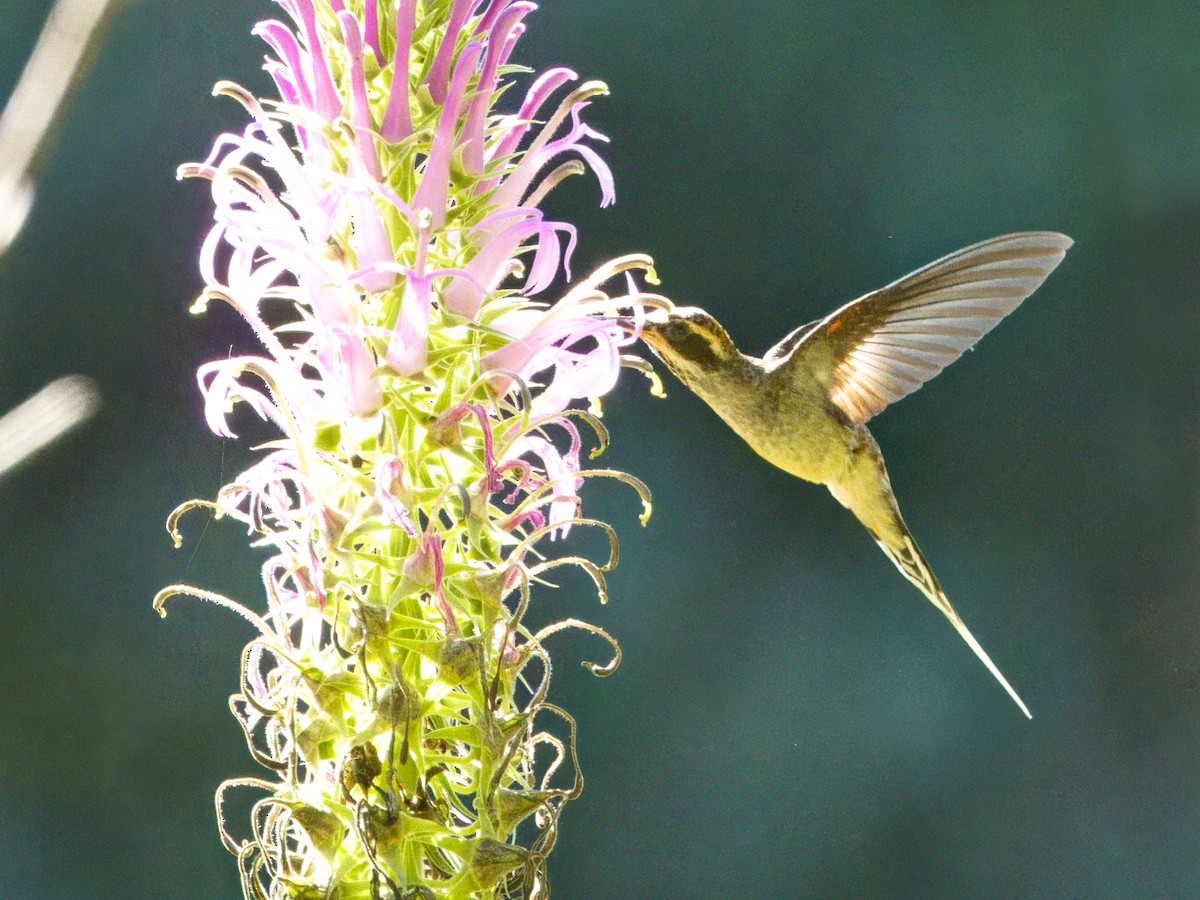 Scale-throated Hermit - ML641991496
