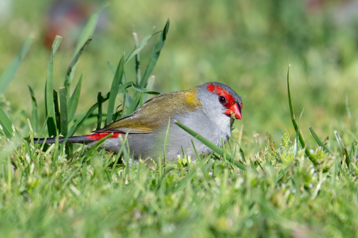 Red-browed Firetail - ML641991500