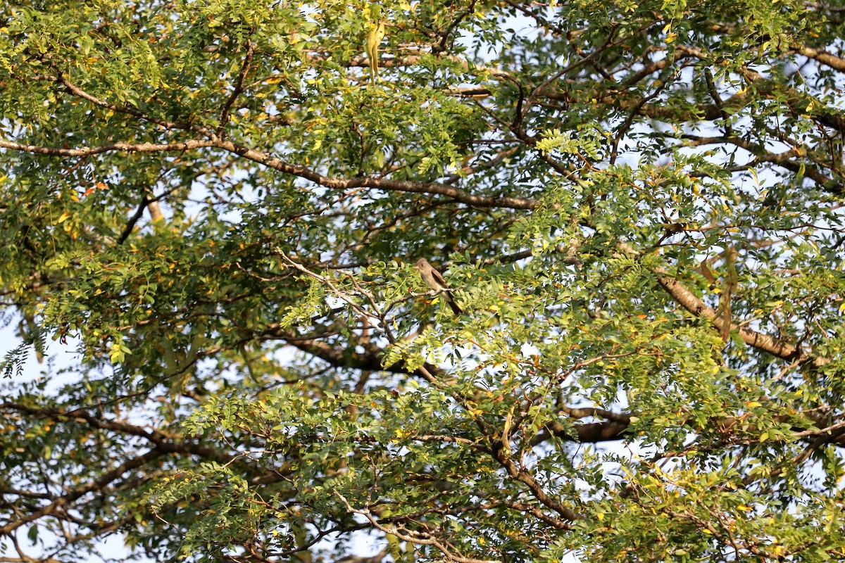 Eastern Wood-Pewee - ML641991504