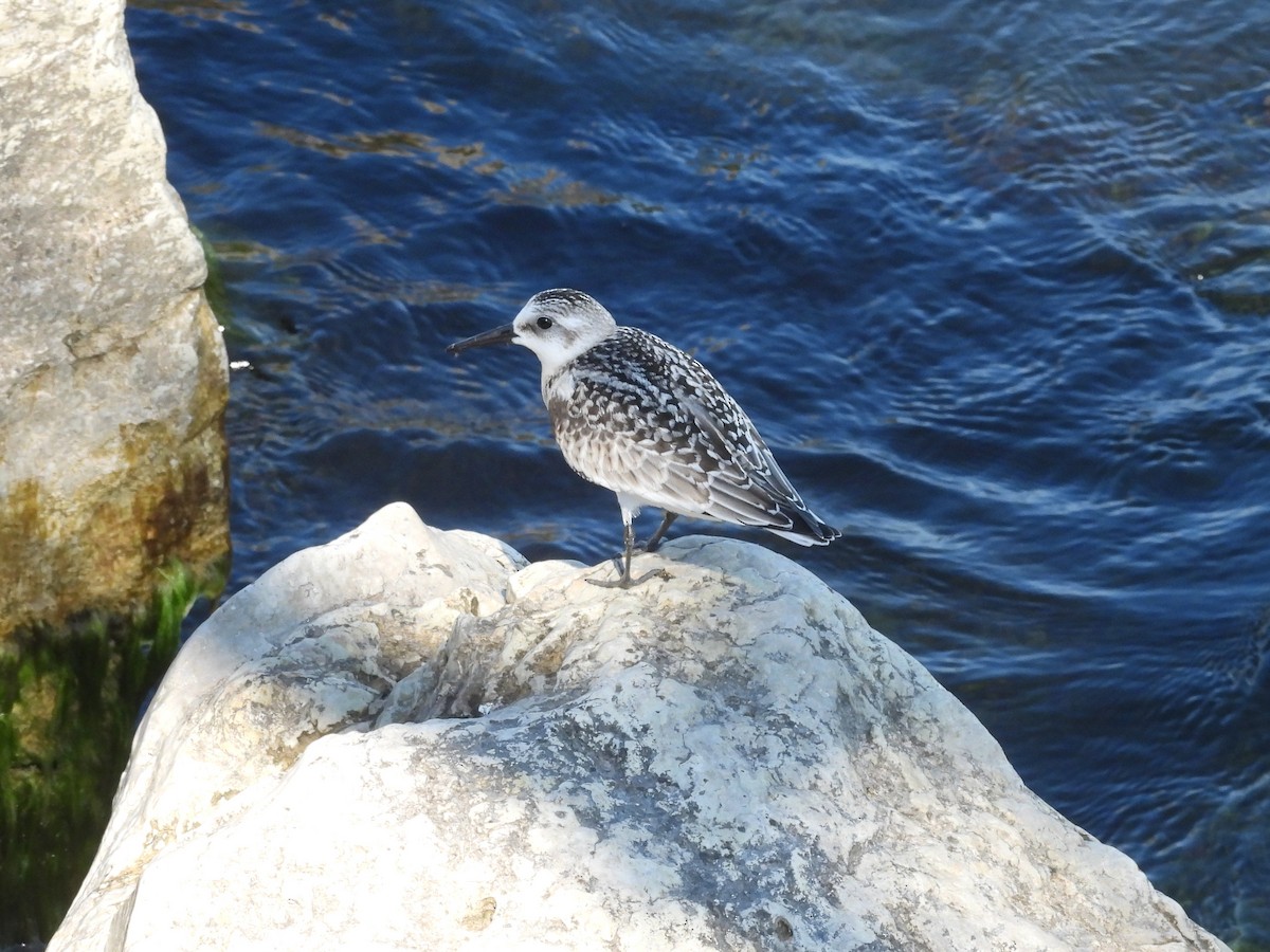 Sanderling - ML641991507