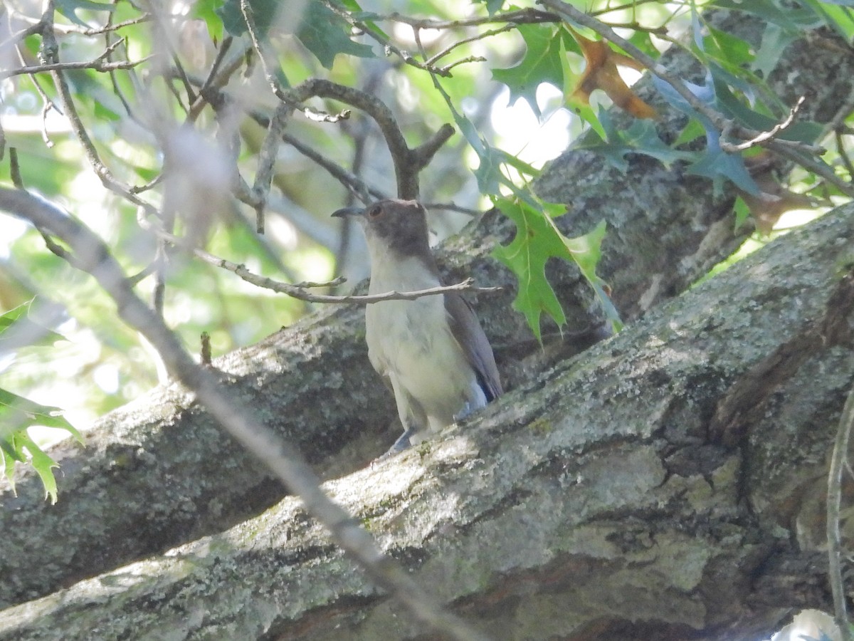 Black-billed Cuckoo - ML641991558