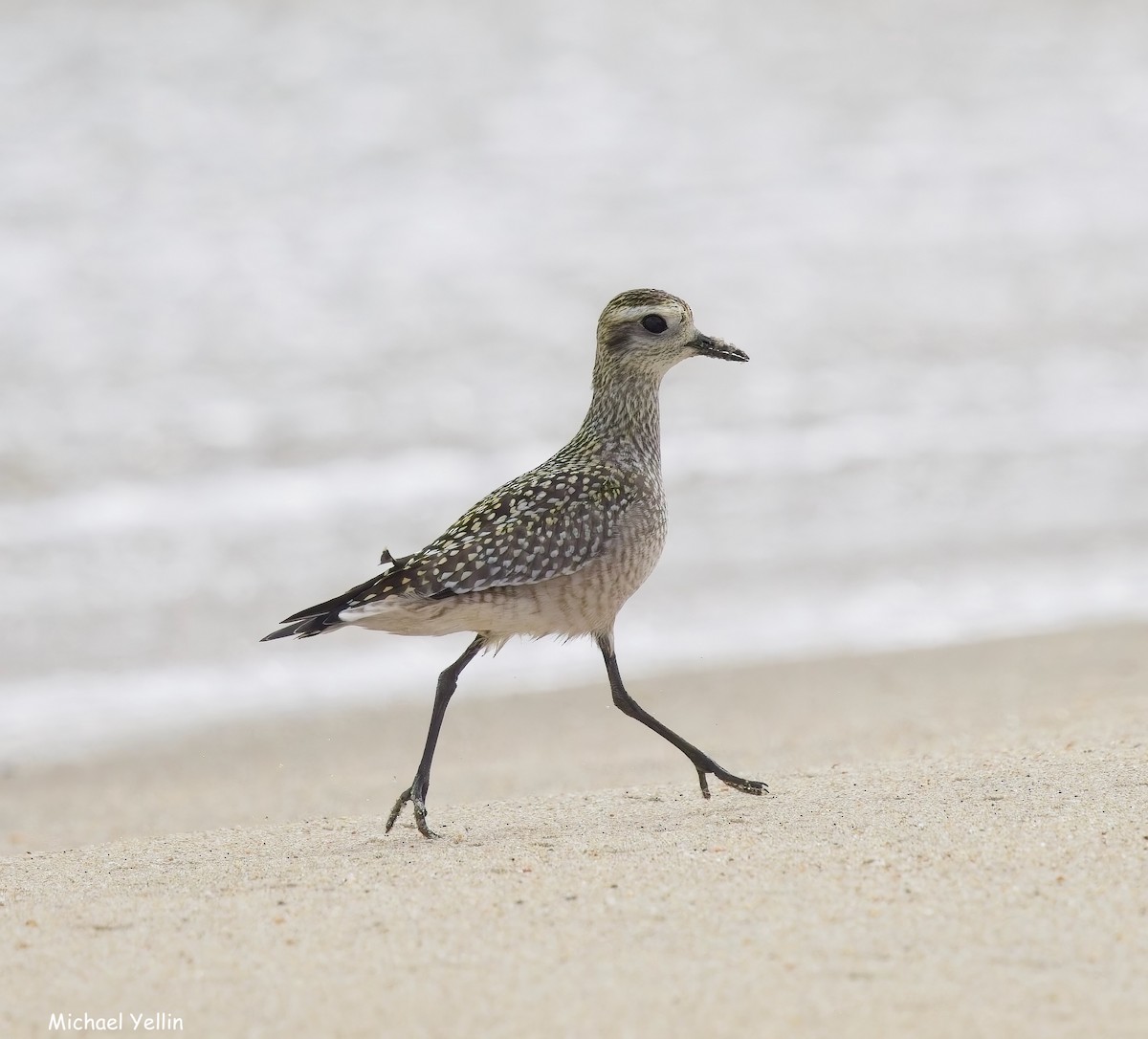 American Golden-Plover - ML641991562