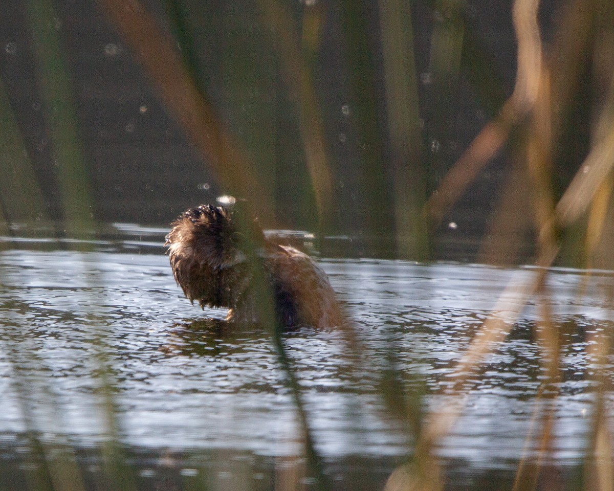 Pied-billed Grebe - ML641991563