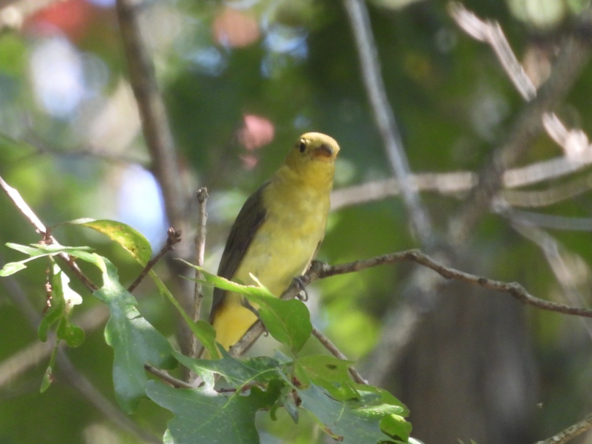 Scarlet Tanager - ML641991567