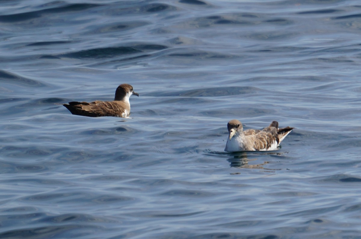Cory's Shearwater - ML641991568