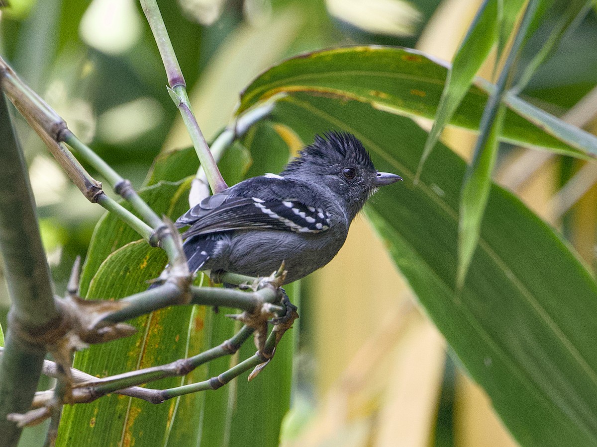 Variable Antshrike - ML641991570