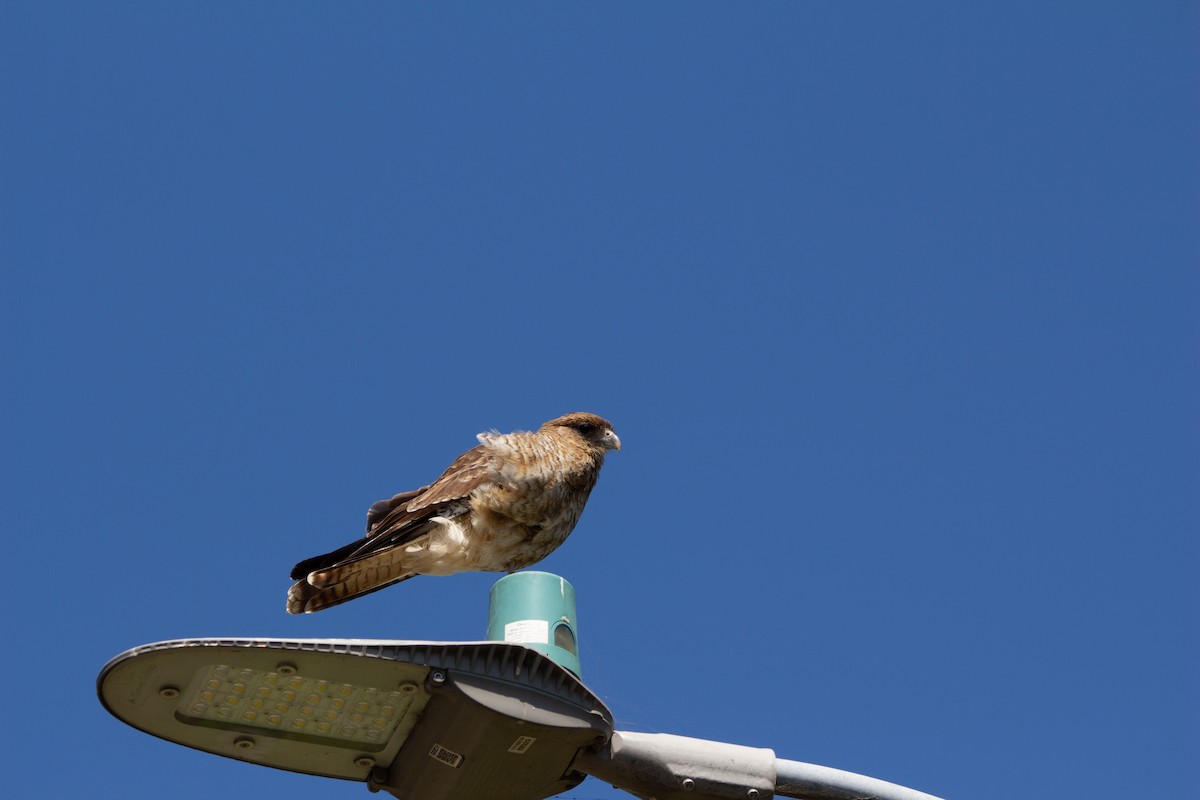 Chimango Caracara - ML641991577