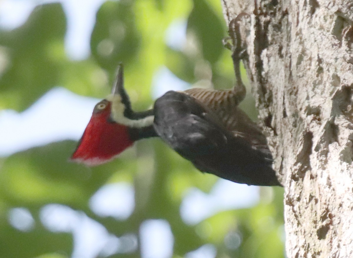 Crimson-crested Woodpecker - ML641991581