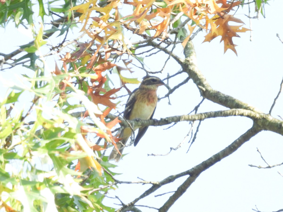 Rose-breasted Grosbeak - ML641991583