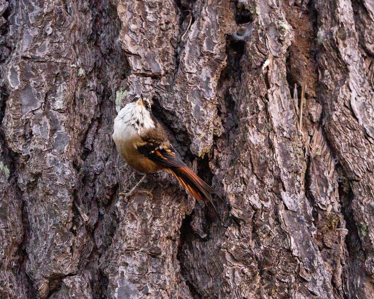 Thorn-tailed Rayadito - ML641991588