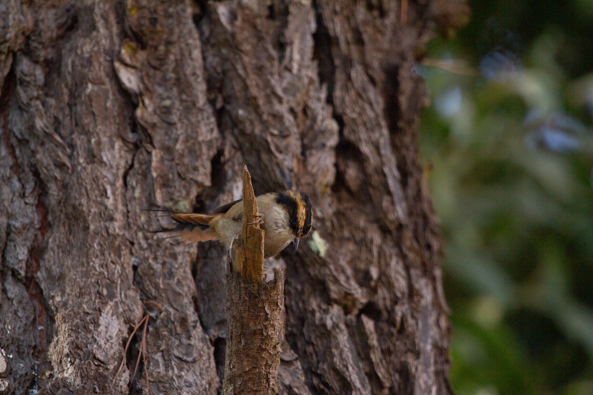 Thorn-tailed Rayadito - ML641991589