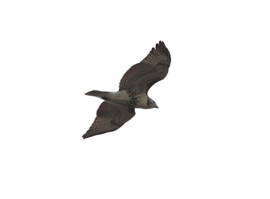 Red-tailed Hawk - ML641991591
