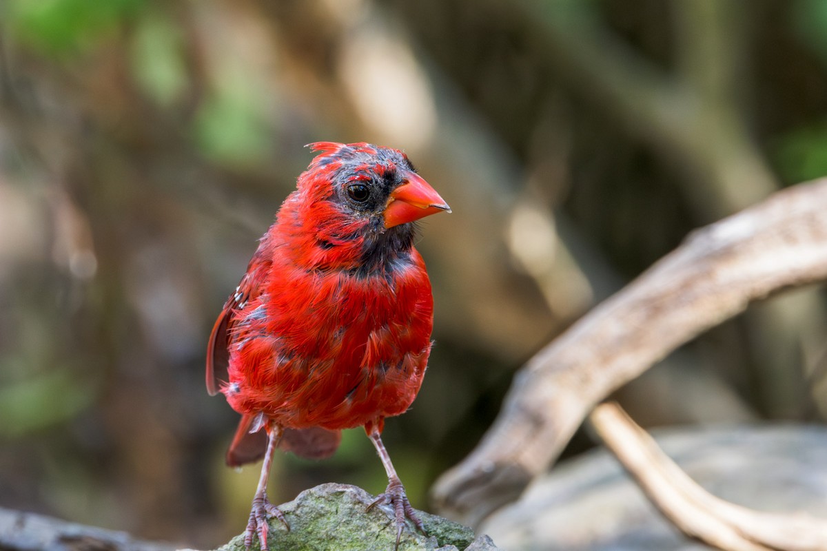 Northern Cardinal - ML641991592