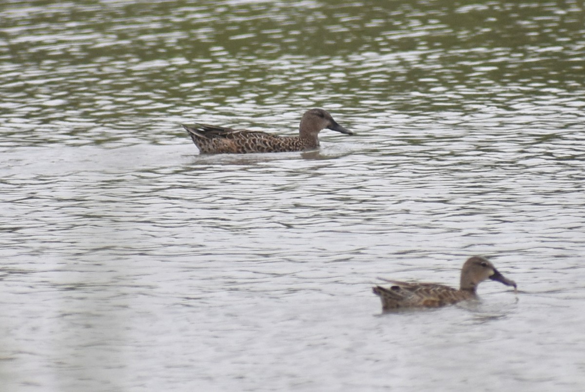 Blue-winged Teal - ML641991604
