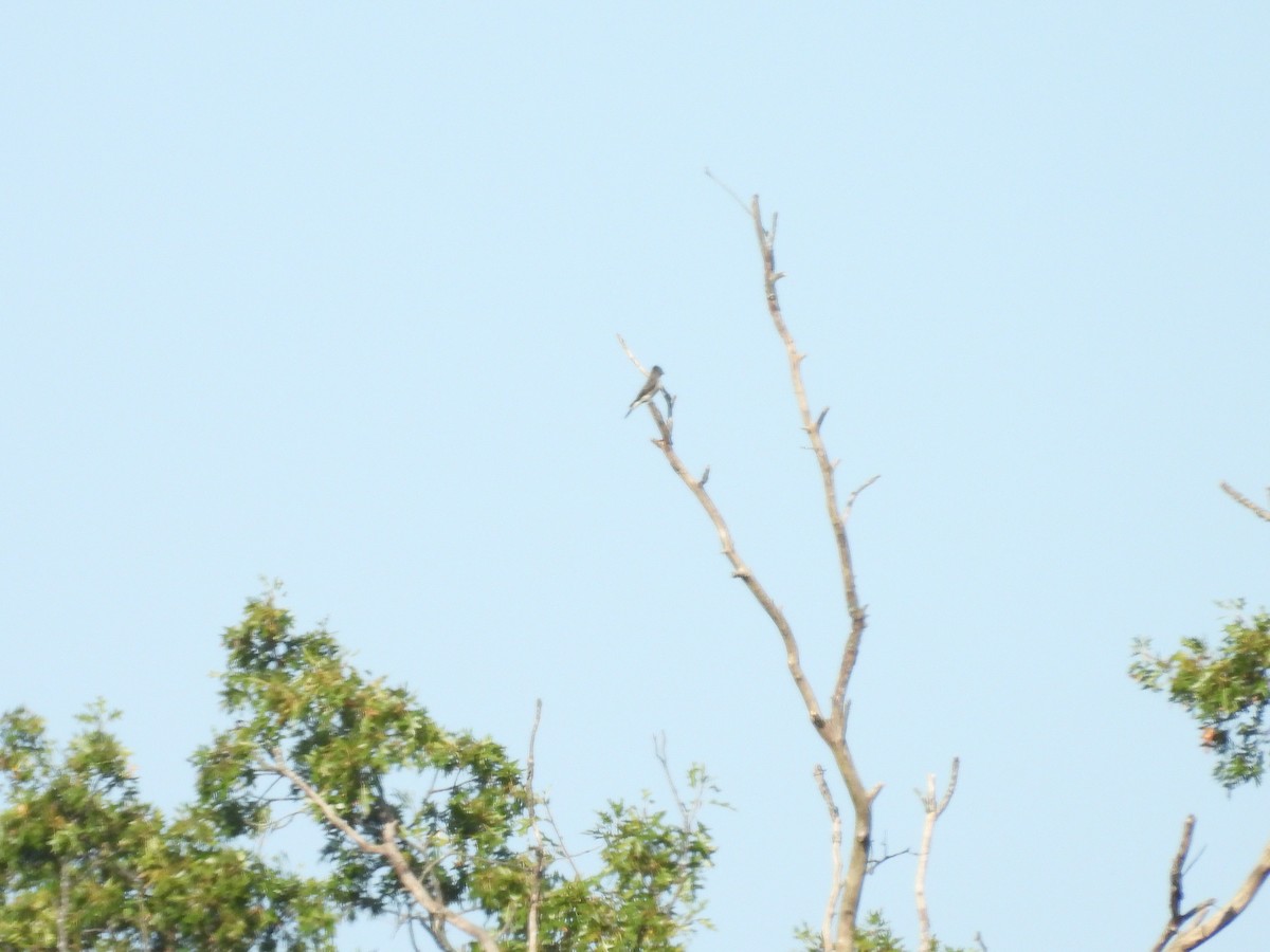 Olive-sided Flycatcher - ML641991605
