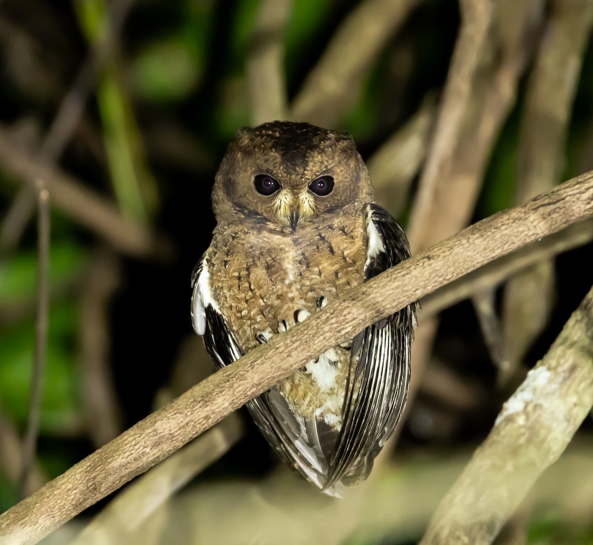 výreček mohelijský - ML641991607