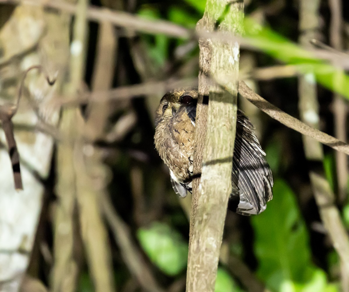 výreček mohelijský - ML641991608