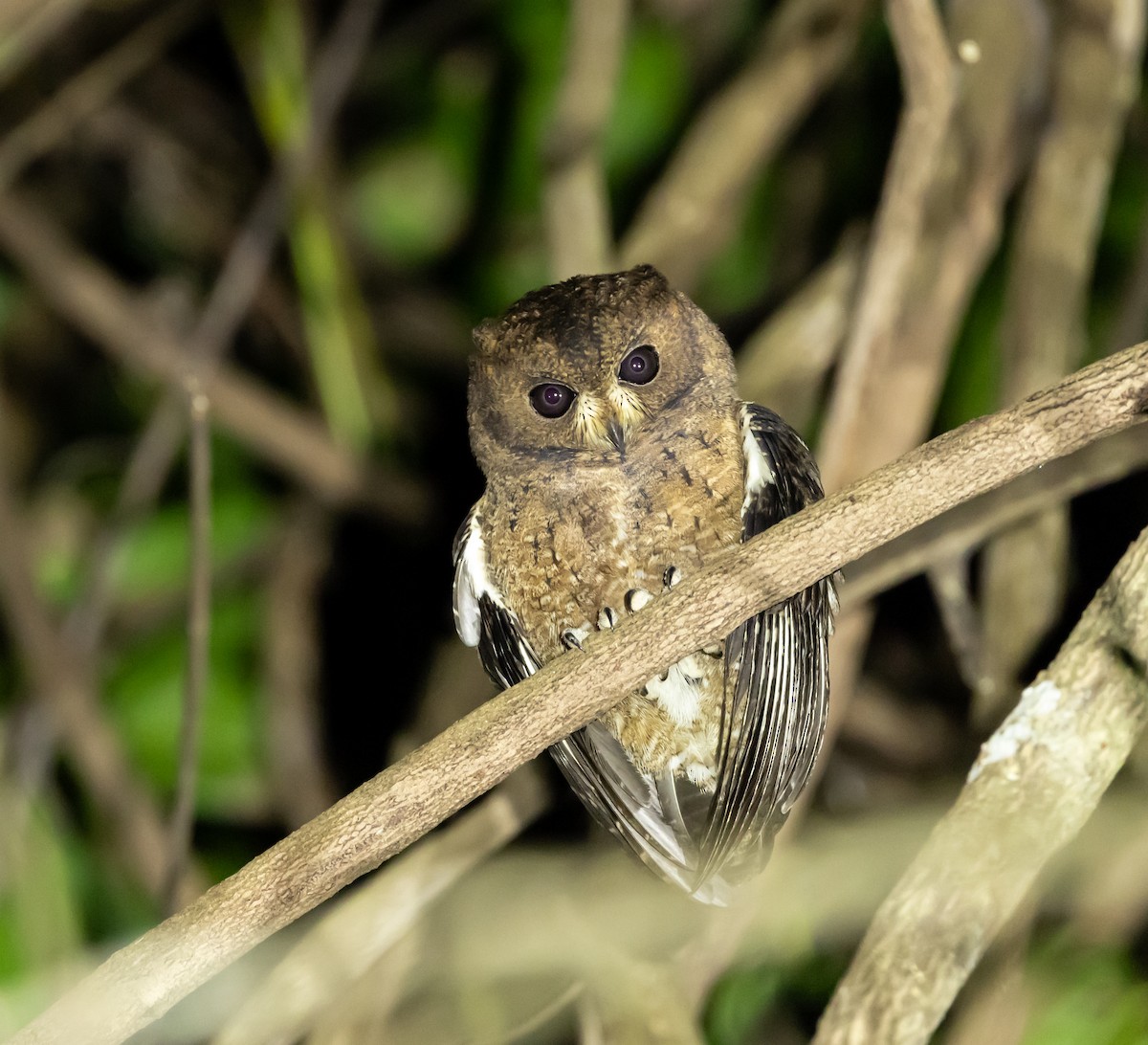 výreček mohelijský - ML641991609