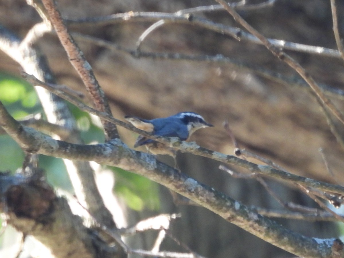 Red-breasted Nuthatch - ML641991632