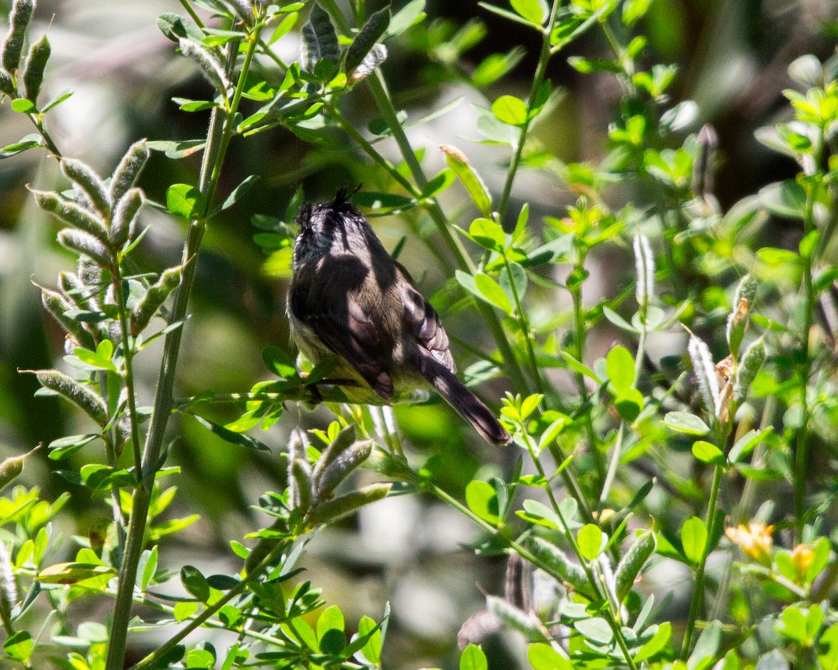Tufted Tit-Tyrant - ML641991634