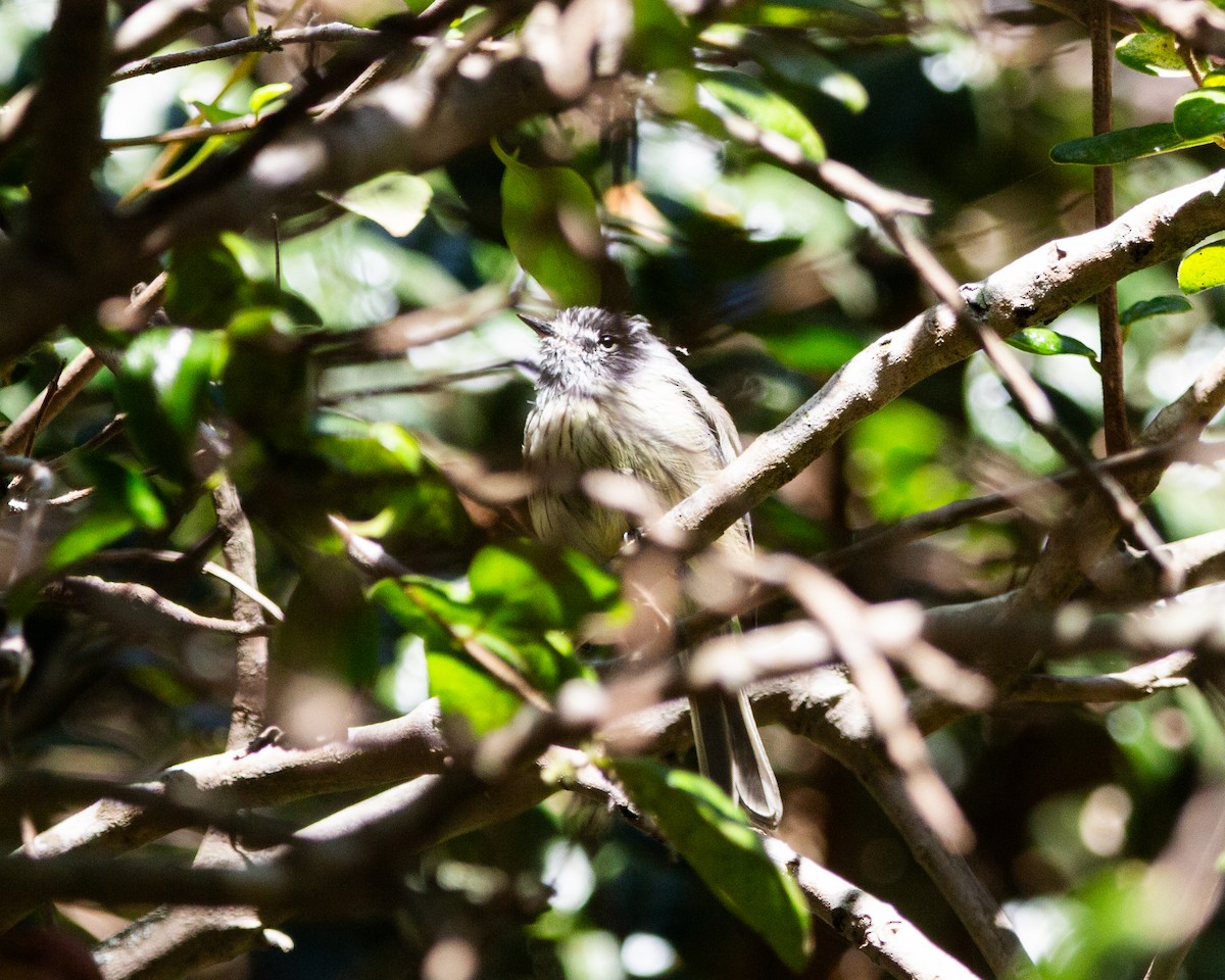 Tufted Tit-Tyrant - ML641991635