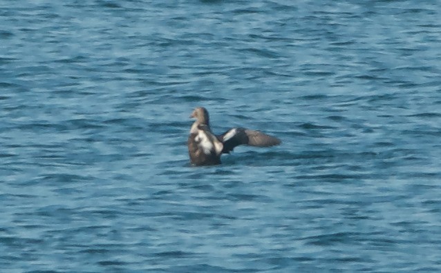 King Eider - ML641991636