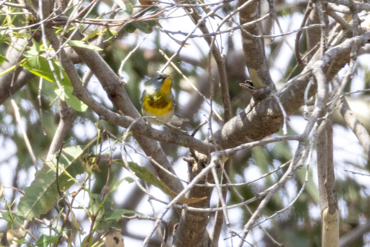 Parula Norteña - ML641991637