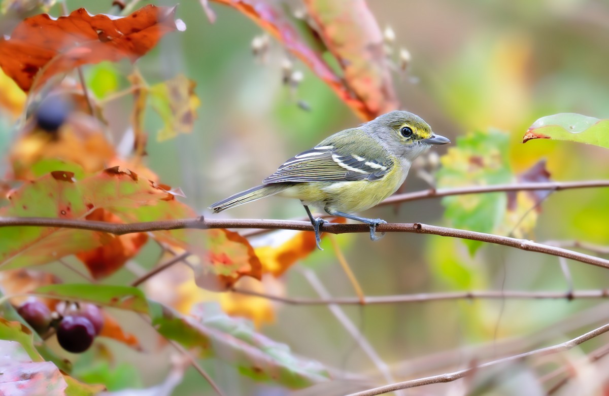 Ak Gözlü Vireo - ML641991642